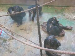 で、後ほど、”雪あかりの動物園”時間帯にて再開することになる、昼間のチンパンジーさんの様子。

皆さん、のんびりと過ごされていますね( ´∀｀ )。