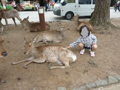 奈良公園の鹿に、目線も合わせず、こわごわとタッチ(笑)