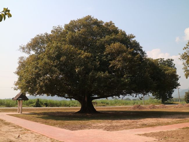 田園の道が自転車で気持ちがいい。<br />大木の下で休憩を取りながらのんびり行くのが、風景とマッチしているような。