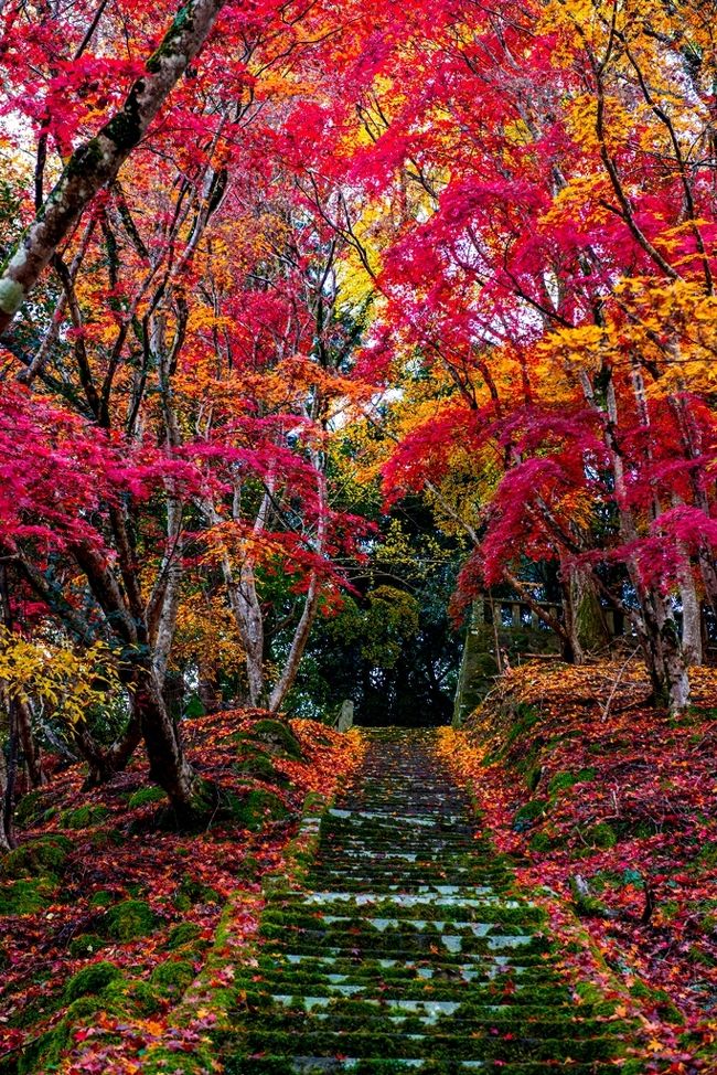 もみじ様 御霊もみじ 2019』耶馬溪・中津・玖珠(大分県)の旅行記・ブログ by