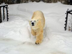  やっぱ真冬の北海道、寒い地域の動物たちの方が生き生きしてるね！

2015年の秋に札幌の円山動物園でシロクマを見ましたが、やっぱり可愛いのねー！
実際にはかなりおっかない動物だけど(笑)