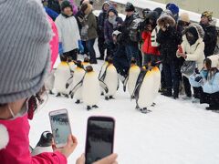 西門近くの通りに人垣ができ始めたらこの度の〆、『ペンギンのお散歩』。
冬季限定でキングペンギンが園内を練り歩きます。