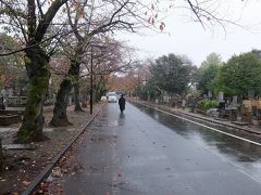 さくら通り　　春になると桜がきれいに咲くのでしょう。