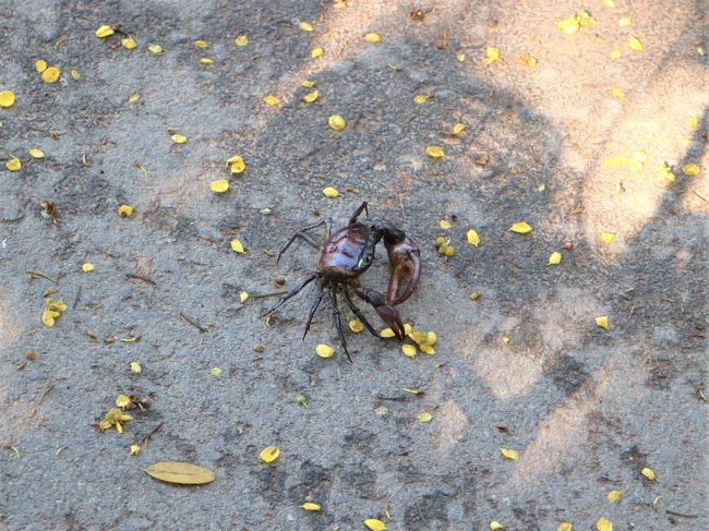 スコータイ４日目の朝です。<br />ホテル近くをサイクリング、道路でカニ。