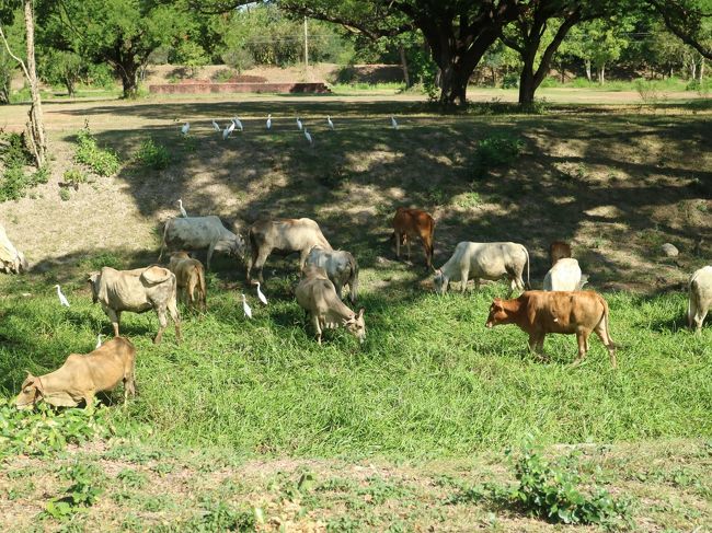 牛たちの朝食、シロサギも一緒。