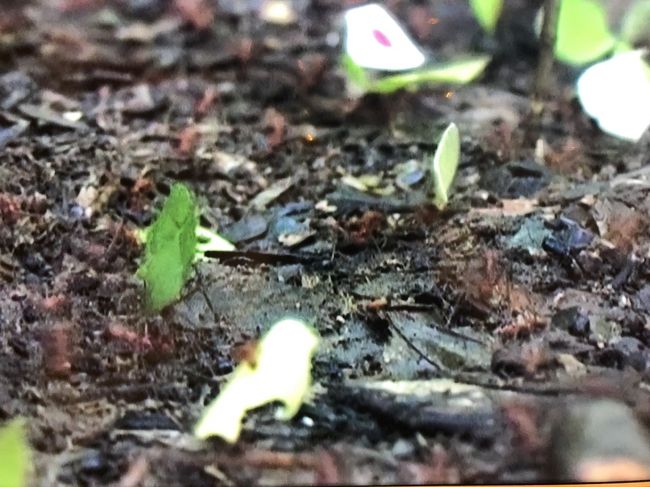 個人的にはこれが一番面白かったです。<br />ビデオなんですが