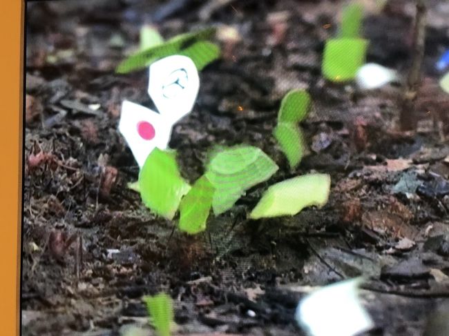 蟻が葉っぱを運ぶシーンが延々と流れていますが<br />葉っぱと同じ大きさにカットされた各国の国旗も運ばれてきます。<br />日本の日の丸が運ばれてくるまで見ていました。