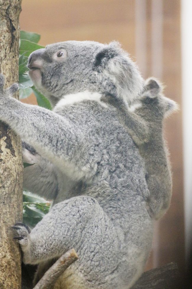 Wベビーの出会いがあった晩秋の埼玉こども動物自然公園~もう1 Wベビーの出会いがあった晩秋の埼玉こども動物自然公園~もう1