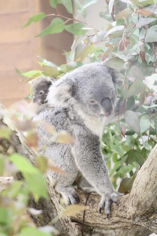 Wベビーの出会いがあった晩秋の埼玉こども動物自然公園~もう1 Wベビーの出会いがあった晩秋の埼玉こども動物自然公園~もう1