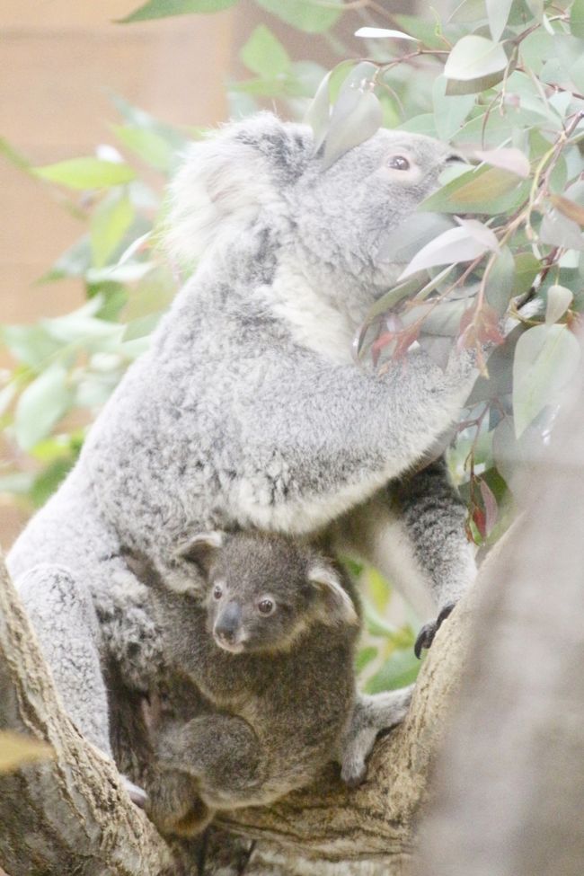 ｗベビーの出会いがあった晩秋の埼玉こども動物自然公園 もう１頭コアラの赤ちゃん 水滴ガラス越しの赤ちゃんとじいちゃんも可愛いレッサーパンダ 埼玉県の旅行記 ブログ By まみさん フォートラベル