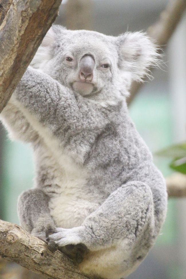 ｗベビーの出会いがあった晩秋の埼玉こども動物自然公園 もう１頭コアラの赤ちゃん 水滴ガラス越しの赤ちゃんとじいちゃんも可愛いレッサーパンダ 埼玉県の旅行記 ブログ By まみさん フォートラベル