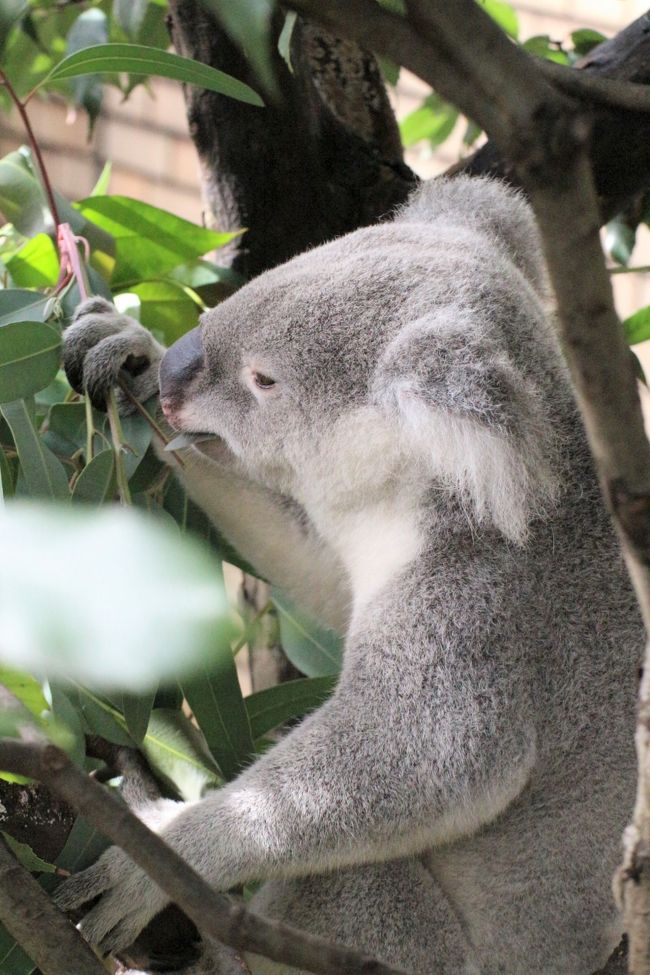 ｗベビーの出会いがあった晩秋の埼玉こども動物自然公園 もう１頭コアラの赤ちゃん 水滴ガラス越しの赤ちゃんとじいちゃんも可愛いレッサーパンダ 埼玉県の旅行記 ブログ By まみさん フォートラベル