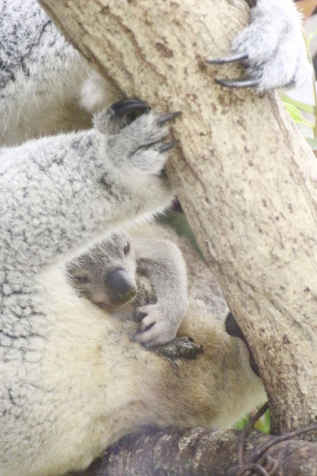 ｗベビーの出会いがあった晩秋の埼玉こども動物自然公園 もう１頭コアラの赤ちゃん 水滴ガラス越しの赤ちゃんとじいちゃんも可愛いレッサーパンダ 埼玉県の旅行記 ブログ By まみさん フォートラベル