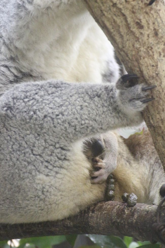 ｗベビーの出会いがあった晩秋の埼玉こども動物自然公園 もう１頭コアラの赤ちゃん 水滴ガラス越しの赤ちゃんとじいちゃんも可愛いレッサーパンダ 埼玉県の旅行記 ブログ By まみさん フォートラベル