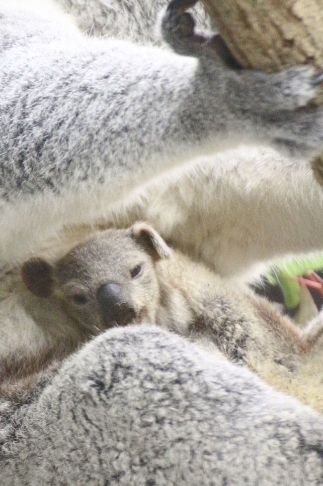 ｗベビーの出会いがあった晩秋の埼玉こども動物自然公園 もう１頭コアラの赤ちゃん 水滴ガラス越しの赤ちゃんとじいちゃんも可愛いレッサーパンダ 埼玉県の旅行記 ブログ By まみさん フォートラベル