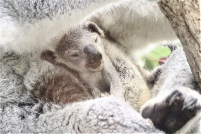 ｗベビーの出会いがあった晩秋の埼玉こども動物自然公園 もう１頭コアラの赤ちゃん 水滴ガラス越しの赤ちゃんとじいちゃんも可愛いレッサーパンダ 埼玉県の旅行記 ブログ By まみさん フォートラベル