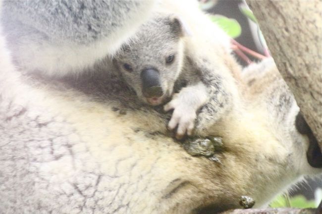 ｗベビーの出会いがあった晩秋の埼玉こども動物自然公園 もう１頭コアラの赤ちゃん 水滴ガラス越しの赤ちゃんとじいちゃんも可愛いレッサーパンダ 埼玉県の旅行記 ブログ By まみさん フォートラベル