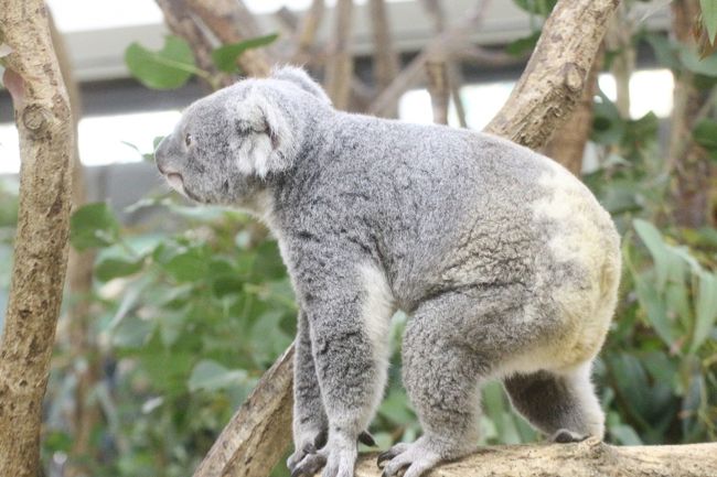 ｗベビーの出会いがあった晩秋の埼玉こども動物自然公園 もう１頭コアラの赤ちゃん 水滴ガラス越しの赤ちゃんとじいちゃんも可愛いレッサーパンダ 埼玉県の旅行記 ブログ By まみさん フォートラベル