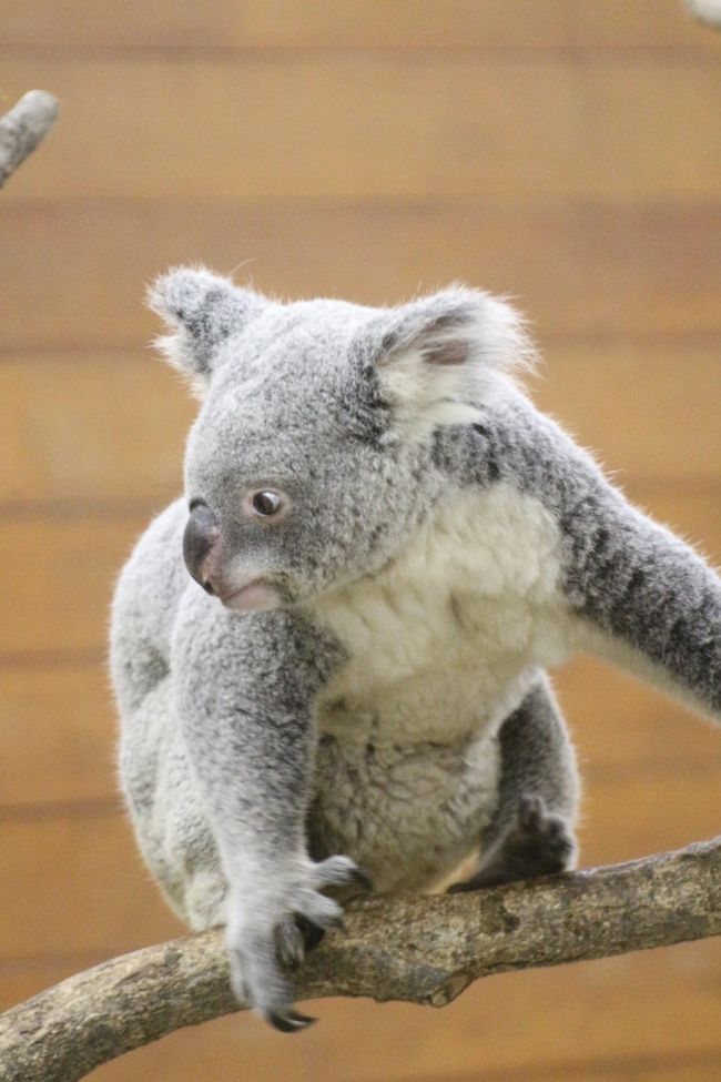 ｗベビーの出会いがあった晩秋の埼玉こども動物自然公園 もう１頭コアラの赤ちゃん 水滴ガラス越しの赤ちゃんとじいちゃんも可愛いレッサーパンダ 埼玉県の旅行記 ブログ By まみさん フォートラベル