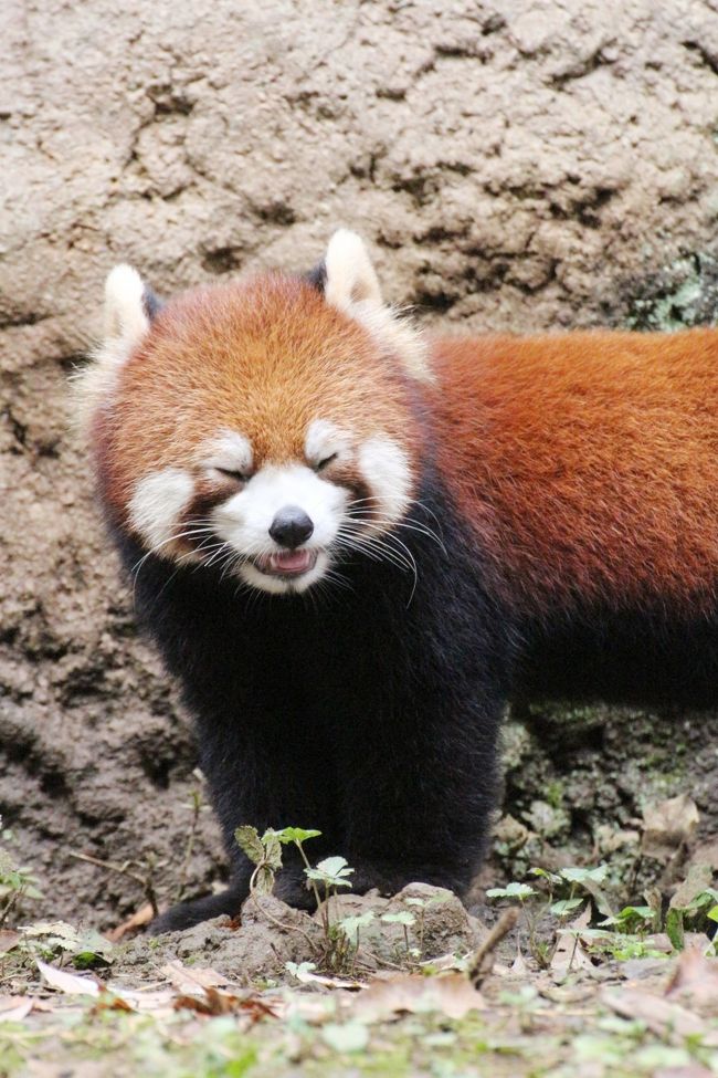 車デビューした多摩動物公園のレッサーパンダとコアラの赤ちゃん詣 可愛く成長したニシチくんと飛び跳ねていた双子 たくさん会えたリーファちゃん他 日野 昭島 東京 の旅行記 ブログ By まみさん フォートラベル