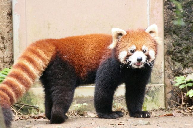 車デビューした多摩動物公園のレッサーパンダとコアラの赤ちゃん詣 可愛く成長したニシチくんと飛び跳ねていた双子 たくさん会えたリーファちゃん他 日野 昭島 東京 の旅行記 ブログ By まみさん フォートラベル