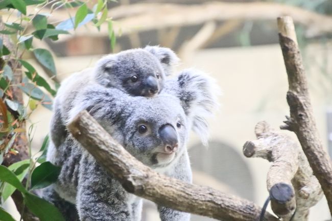 車デビューした多摩動物公園のレッサーパンダとコアラの赤ちゃん詣 可愛く成長したニシチくんと飛び跳ねていた双子 たくさん会えたリーファちゃん他 日野 昭島 東京 の旅行記 ブログ By まみさん フォートラベル