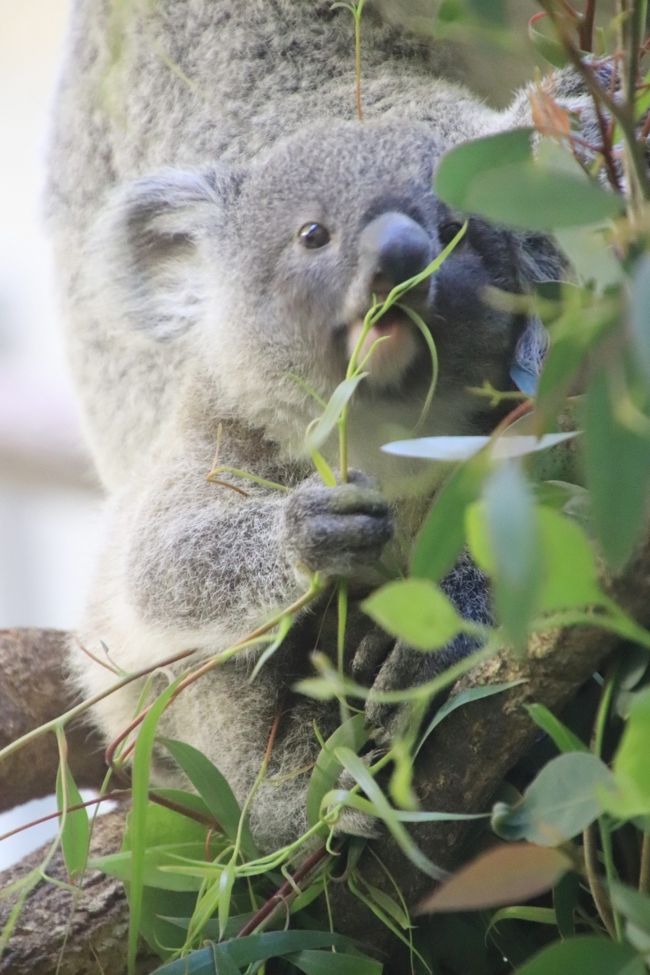 車デビューした多摩動物公園のレッサーパンダとコアラの赤ちゃん詣 可愛く成長したニシチくんと飛び跳ねていた双子 たくさん会えたリーファちゃん他 日野 昭島 東京 の旅行記 ブログ By まみさん フォートラベル