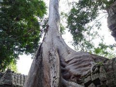 樹齢３０0～４００年の樹木が遺跡に絡みつく風景は、樹木が意思を持っているように見えて少し怖い。