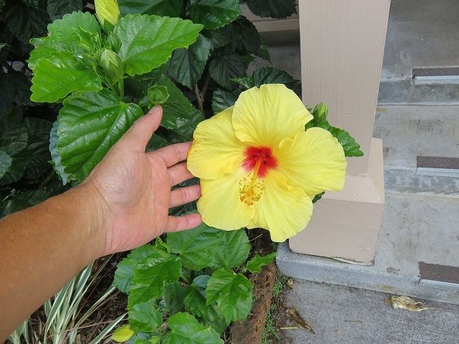 19 10月 ハワイ島 ハワイ島の花達 ハワイ島 ハワイ の旅行記 ブログ By Nom親爺さん フォートラベル