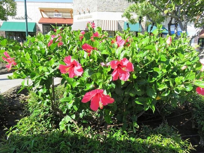 19 10月 ハワイ島 ハワイ島の花達 ハワイ島 ハワイ の旅行記 ブログ By Nom親爺さん フォートラベル