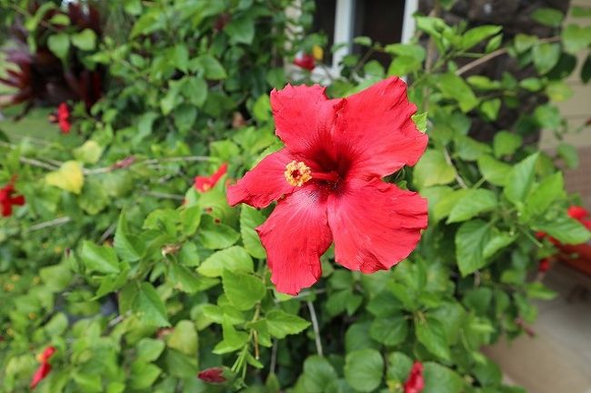 19 10月 ハワイ島 ハワイ島の花達 ハワイ島 ハワイ の旅行記 ブログ By Nom親爺さん フォートラベル