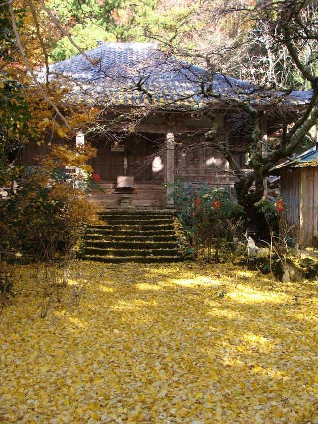 オハツキイチョウの黄葉 ! 戒長寺