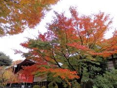 そのまま帰るのもなんなので、、とりあえず上野公園へ向かいました。

上野公園内には博物館も美術館もよりどりみどり。小雨が降ったりやんだりの天気なので、どこ行こう。空いてそうな動物園もいいけど、先月も行ったんだ(;^_^A

…どうするか考えながら、紅葉でも探してみようかと歩き出すと、、赤く色づいてるモミジが綺麗！
