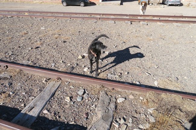 ほんとアルゼンチンの田舎って犬が多いなぁ～！案内してくれっ！！