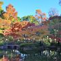 荻窪散策：大田黒公園の紅葉（ライトアップも）ほか2019年11月