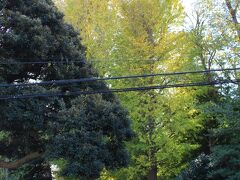 09：00前に大田黒公園の出入り口に到着。開門を待ちます。
公園内の銀杏並木が綺麗に黄葉しています。