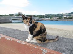 ＜南城市・奥武島＞　奥武島の入り口のところにいた猫