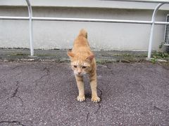 ＜那覇市＞　桜坂通りから希望ヶ丘公園に入る所にいた、のびをした猫。