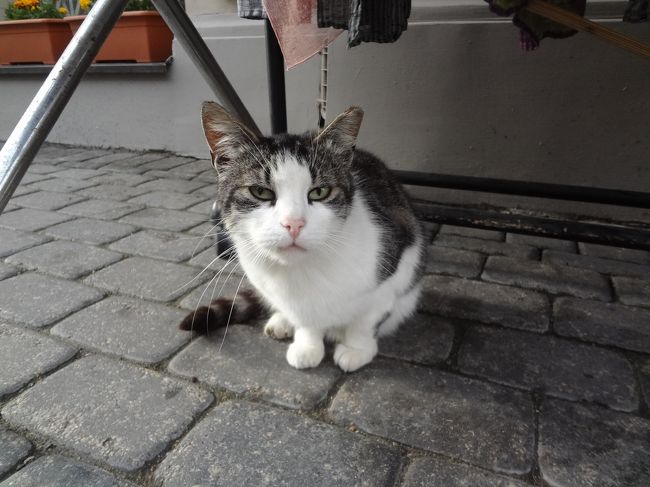 通りで出会ったねこちゃん。<br /><br />そういえば、ガイドさんが「にゃーちゃん」と言ってました。<br />なんか、新しい。