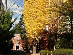 京都大学構内のいちょうが色づいてます
