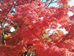 紅葉まっさかりの真如堂