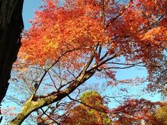 このあとバスに乗って南に行き、泉涌寺界隈へ
ここは洛陽三十三所観音巡礼の4か所が残っていたので御朱印集めを兼ねて
まずは、今熊野観音寺に
ここは西国三十三所巡りの場所でもあり人が多い