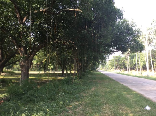上記写真は、旧遺跡からコテージに帰る途中の道です。チェンマイに行く時もここを走りました。木から降りてる？つるが珍しかったです。<br /><br />10：00頃、コテージを出発します。<br />1113号から1048号に行き、AH1の道路を走る予定です。<br /><br />1113号と1048号は、一般道路です。片側1車線が多かったです。林の中を通ったり、街中を走ったりです。特に厳しそうな所は、無かったような気がします。<br /><br />タイに来るまでは、一部ジャングル地帯を想像してましたが、今までジャングル地帯らしきを見たことは、ありません。左走行なので、へたすれば、日本を走っているような錯覚さえ覚えます。<br /><br />特に問題なく、AH1に通じました。どっかで一休みしたいと思いましたが、しばらく何もありませんでした（へたすれば、1時間位走ったかも知れません）。途中、シェルのガソリンスタンド（ガソリンは入れてません）だったと思いますが、コーヒータイムにしました。あとは、快調にチェンマイ近郊まで着ました。<br /><br />チェンマイ近郊の道路は、部分的に舗装工事やら、高架式道路の下地の工事？をしていましたが、走りには、影響なくバンバン飛ばせました。