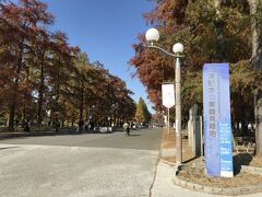 木々は紅葉して
いい公園だね
ちょっと歩こうかな