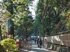 高尾山の杉並木。参道の横に植えられており、幹回り5～6ｍ、樹齢は約700年と言われています。立派な杉で東京都指定天然記念物。