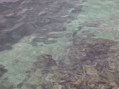 アルプスの雪解け水が流れ込むレマン湖。
思ったより透明度が高いなぁ(*･ω･)
夏は泳げるかも(笑)