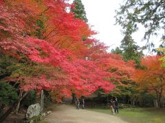 神護寺に到着。
広い境内は紅葉の最盛期で赤や黄色、オレンジ色に色づいた木々がとても美しく感じられました。