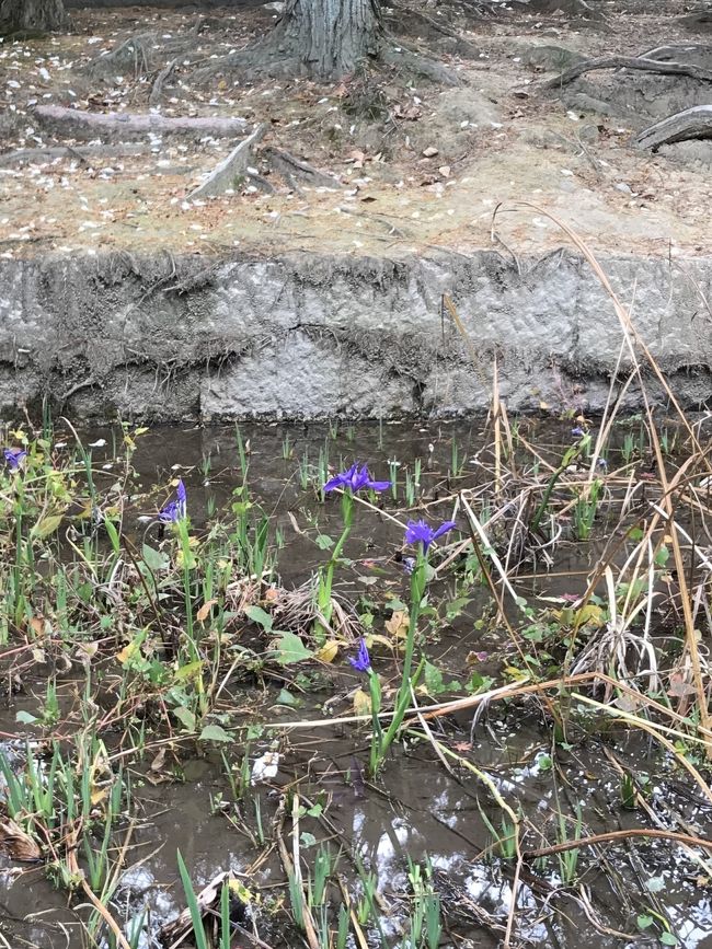 そういえば、春に来たときに唐招提寺付近で黄菖蒲が咲いていたなぁ、、と水辺を見ると、秋も終わるというのにかきつばたが咲いていました。<br />みなさん紅葉の写真ばかり撮っていたけれど、こちらのが貴重だよー╰(*´︶`*)╯♡<br />