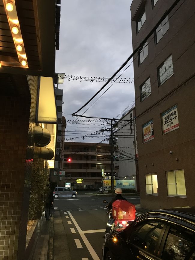 新大宮にはよく泊まりますが、夕方になると駅前の電線にムクドリが眠りに来てすごいことになります。