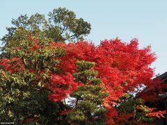 東福寺へ向かう途中　退耕庵の門前の紅葉　15:05頃

鮮やかな紅葉に、皆さん足が止まります。